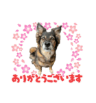 チェルシー（ちぇる子）（個別スタンプ：5）