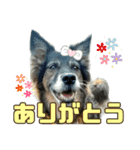 チェルシー（ちぇる子）（個別スタンプ：6）