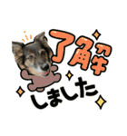 チェルシー（ちぇる子）（個別スタンプ：19）