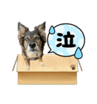 チェルシー（ちぇる子）（個別スタンプ：34）