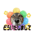 チェルシー（ちぇる子）（個別スタンプ：37）