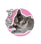 ブリティッシュショートヘアの猫スタンプ（個別スタンプ：1）