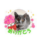 ブリティッシュショートヘアの猫スタンプ（個別スタンプ：7）