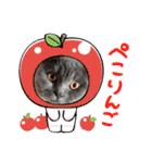 ブリティッシュショートヘアの猫スタンプ（個別スタンプ：8）