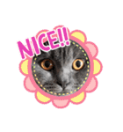 ブリティッシュショートヘアの猫スタンプ（個別スタンプ：9）