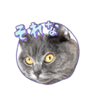 ブリティッシュショートヘアの猫スタンプ（個別スタンプ：10）