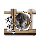 ブリティッシュショートヘアの猫スタンプ（個別スタンプ：12）