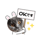 ブリティッシュショートヘアの猫スタンプ（個別スタンプ：17）