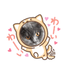 ブリティッシュショートヘアの猫スタンプ（個別スタンプ：22）