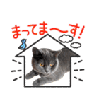 ブリティッシュショートヘアの猫スタンプ（個別スタンプ：24）