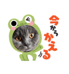 ブリティッシュショートヘアの猫スタンプ（個別スタンプ：25）