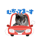 ブリティッシュショートヘアの猫スタンプ（個別スタンプ：26）