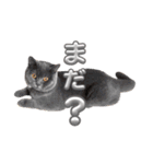 ブリティッシュショートヘアの猫スタンプ（個別スタンプ：31）