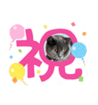 ブリティッシュショートヘアの猫スタンプ（個別スタンプ：34）