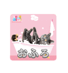 ブリティッシュショートヘアの猫スタンプ（個別スタンプ：36）