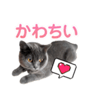 ブリティッシュショートヘアの猫スタンプ（個別スタンプ：37）