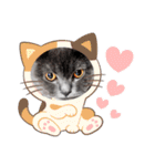 ブリティッシュショートヘアの猫スタンプ（個別スタンプ：38）