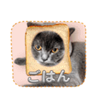 ブリティッシュショートヘアの猫スタンプ（個別スタンプ：39）