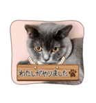 ブリティッシュショートヘアの猫スタンプ（個別スタンプ：40）