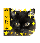 黒猫 ルナ院長154にゃんめ（個別スタンプ：4）