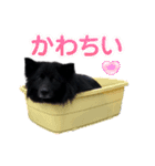 黒いフサフサ雑種の保護犬スタンプ（個別スタンプ：12）