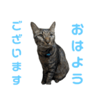 こたとらちょび(その1)（個別スタンプ：1）