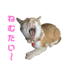 こたとらちょび(その1)（個別スタンプ：2）