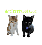 こたとらちょび(その1)（個別スタンプ：5）
