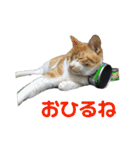 こたとらちょび(その1)（個別スタンプ：6）