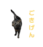 こたとらちょび(その1)（個別スタンプ：7）