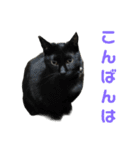 こたとらちょび(その1)（個別スタンプ：8）