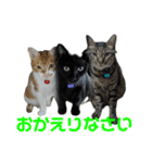 こたとらちょび(その1)（個別スタンプ：9）