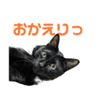 こたとらちょび(その1)（個別スタンプ：10）