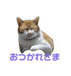 こたとらちょび(その1)（個別スタンプ：11）