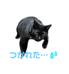 こたとらちょび(その1)（個別スタンプ：12）