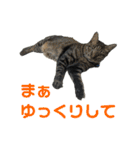 こたとらちょび(その1)（個別スタンプ：13）