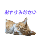 こたとらちょび(その1)（個別スタンプ：14）