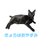 こたとらちょび(その1)（個別スタンプ：15）