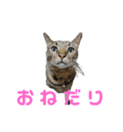 こたとらちょび(その1)（個別スタンプ：17）