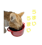 こたとらちょび(その1)（個別スタンプ：19）