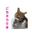 こたとらちょび(その1)（個別スタンプ：20）