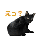 こたとらちょび(その1)（個別スタンプ：21）