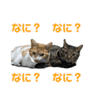 こたとらちょび(その1)（個別スタンプ：22）
