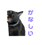 こたとらちょび(その1)（個別スタンプ：25）