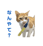 こたとらちょび(その1)（個別スタンプ：27）