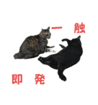 こたとらちょび(その1)（個別スタンプ：29）