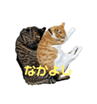 こたとらちょび(その1)（個別スタンプ：30）