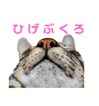 こたとらちょび(その1)（個別スタンプ：33）