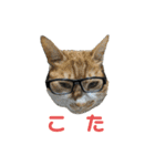 こたとらちょび(その1)（個別スタンプ：34）