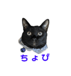こたとらちょび(その1)（個別スタンプ：36）